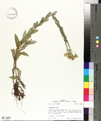 Solidago rigida image