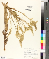 Solidago nemoralis subsp. nemoralis image