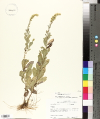 Solidago radula image