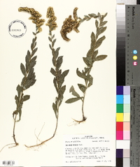 Solidago radula image