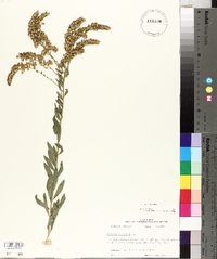 Solidago radula image