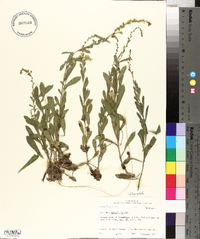 Solidago radula image