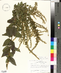 Solidago rugosa var. celtidifolia image