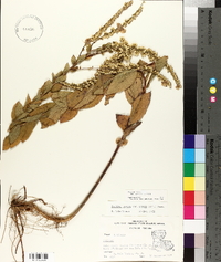 Solidago rugosa var. aspera image