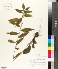 Solidago rugosa var. aspera image