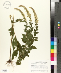 Solidago rugosa var. aspera image