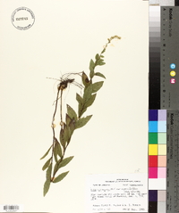 Solidago rugosa var. aspera image