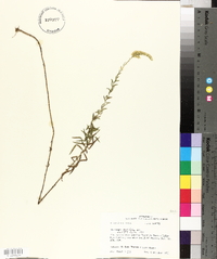 Solidago tortifolia image