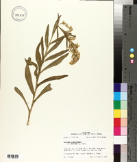 Solidago sempervirens var. mexicana image