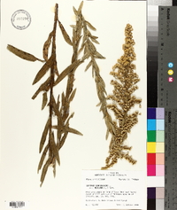 Solidago sempervirens image