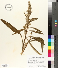 Solidago sempervirens image