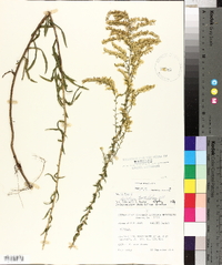 Solidago tortifolia image