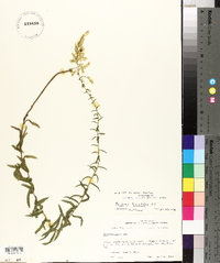 Solidago tortifolia image