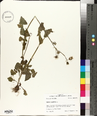 Sonchus oleraceus image