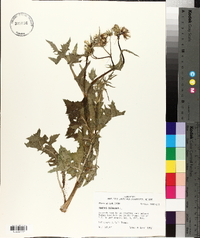 Sonchus oleraceus image