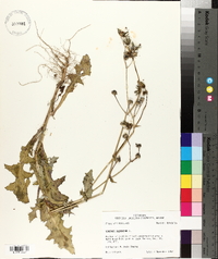 Sonchus oleraceus image