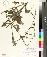 Sonchus oleraceus image