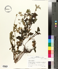 Sonchus oleraceus image