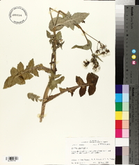 Sonchus oleraceus image