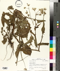 Sonchus oleraceus image