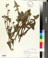 Sonchus oleraceus image