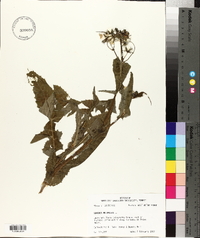 Sonchus oleraceus image