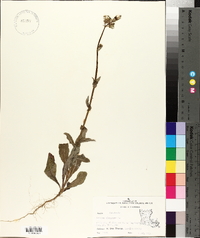 Sonchus oleraceus image