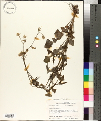 Sonchus oleraceus image