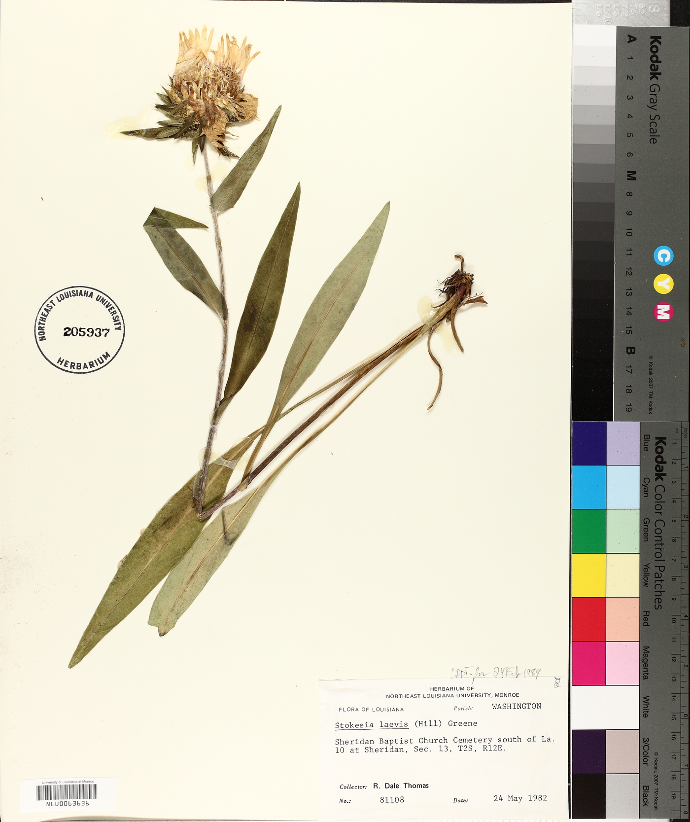 Stokesia laevis image