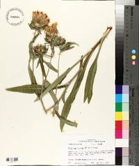 Stokesia laevis image