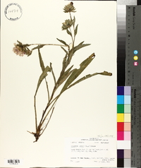 Stokesia laevis image