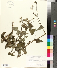 Sonchus oleraceus image