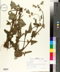 Sonchus oleraceus image