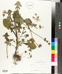 Sonchus oleraceus image