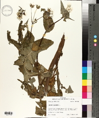 Sonchus oleraceus image