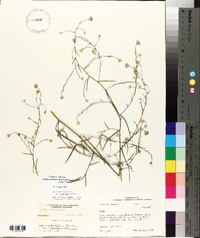 Symphyotrichum subulatum var. ligulatum image