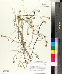 Symphyotrichum tenuifolium image