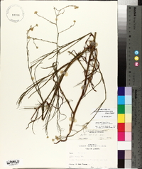 Symphyotrichum subulatum image