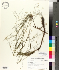 Symphyotrichum subulatum var. ligulatum image