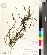 Symphyotrichum subulatum image