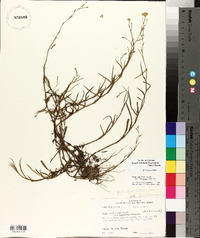 Symphyotrichum subulatum var. ligulatum image