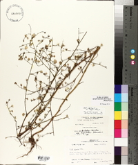 Symphyotrichum subulatum var. ligulatum image