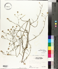 Symphyotrichum subulatum var. ligulatum image