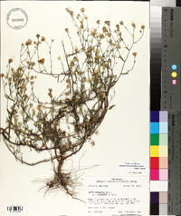 Symphyotrichum subulatum var. ligulatum image