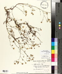 Symphyotrichum subulatum image