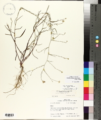 Symphyotrichum subulatum var. ligulatum image