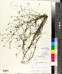 Symphyotrichum subulatum image