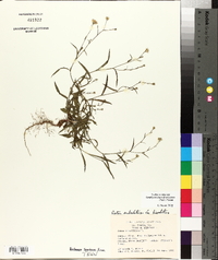 Symphyotrichum subulatum image