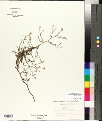 Symphyotrichum subulatum image