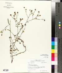 Symphyotrichum subulatum var. ligulatum image